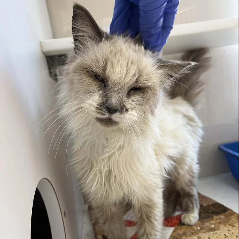 Lima Bean thumbnail 2