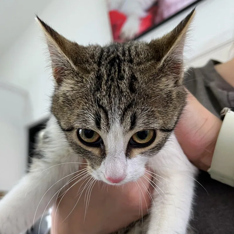 Lady Bird thumbnail 2