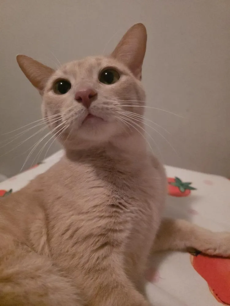 Hannibal@ Whisker Room Cafe