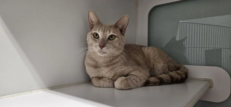 Hannibal@ Whisker Room Cafe thumbnail 2