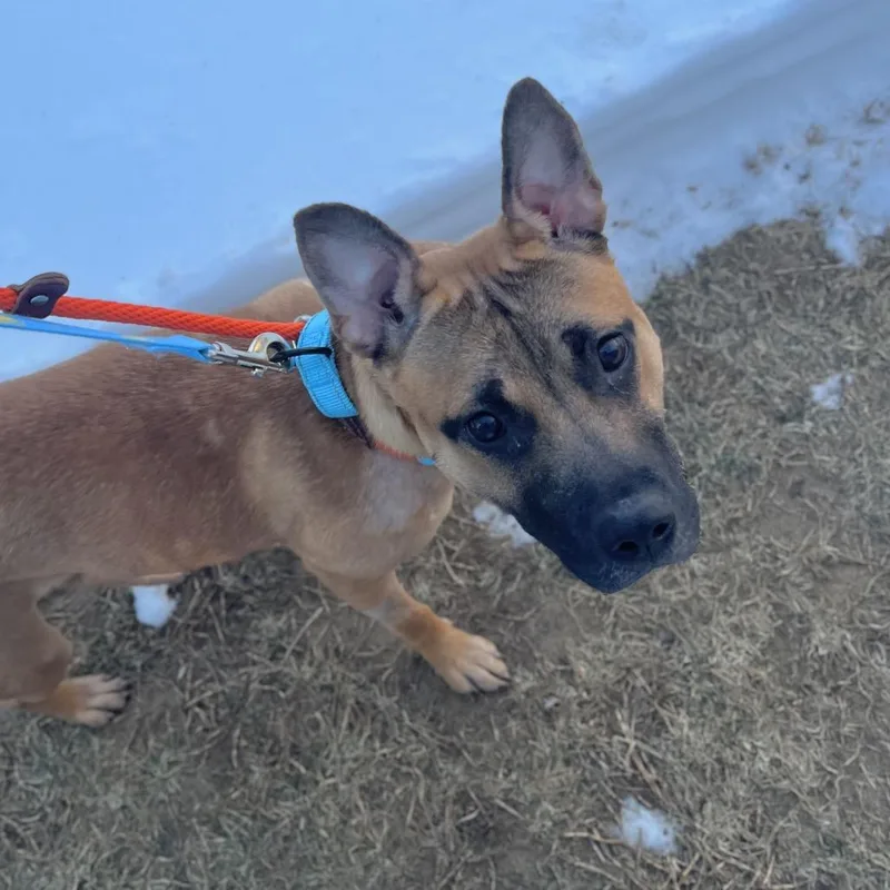 Raider Red thumbnail 2