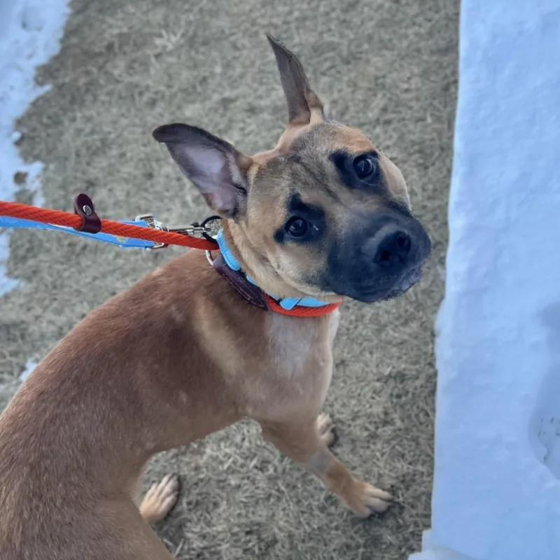 Raider Red thumbnail 3