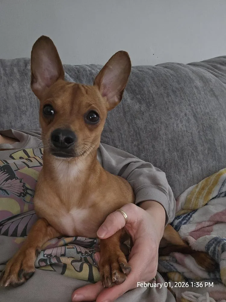 Sir Snuggles thumbnail 3