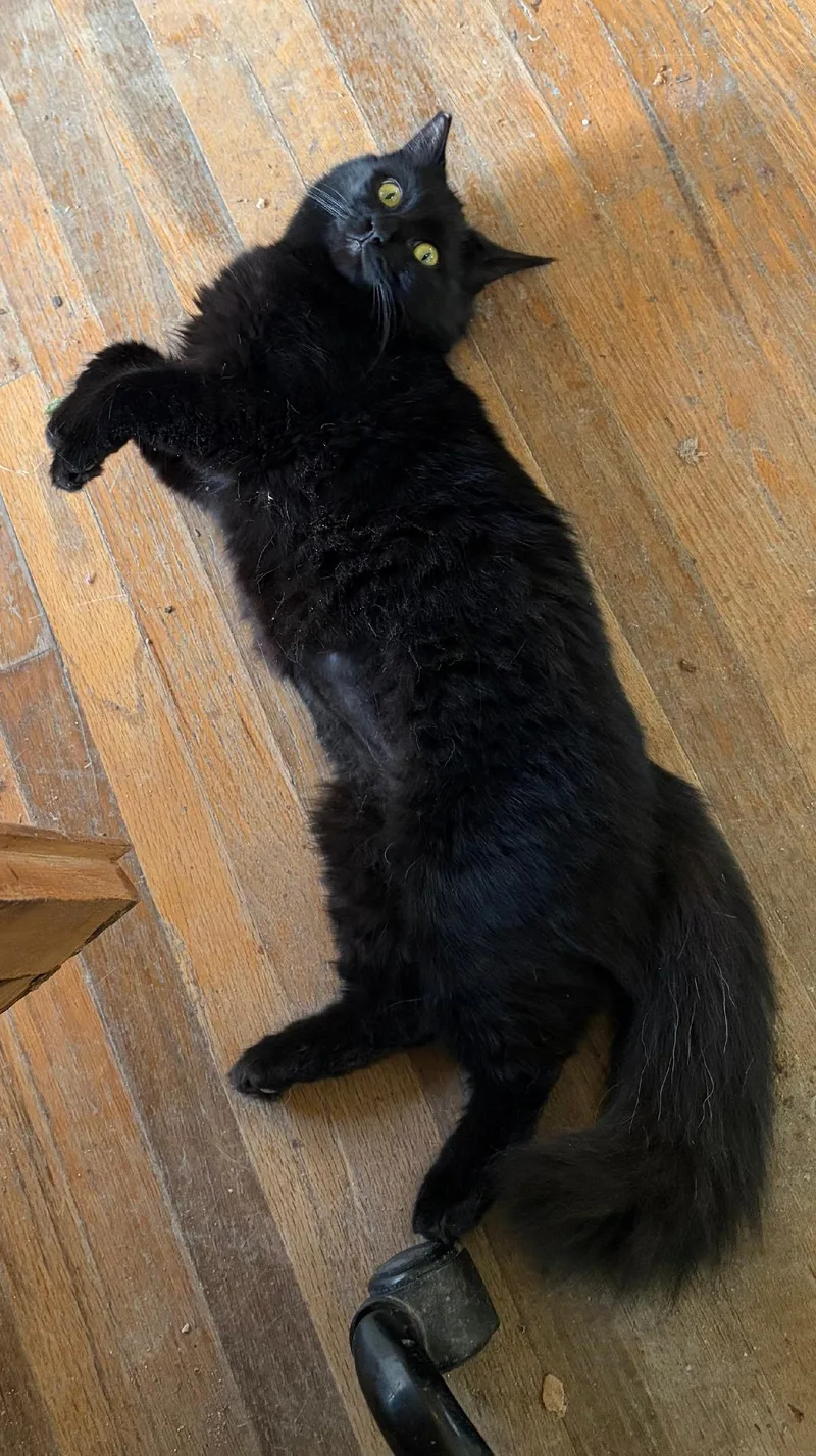 Tallulah thumbnail 2