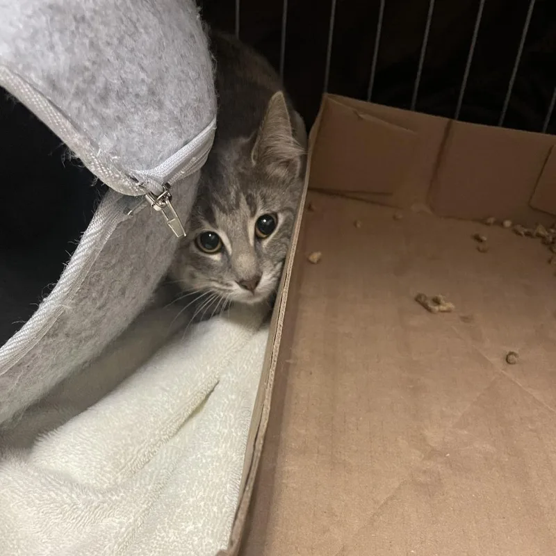 Miss Mischief thumbnail 2