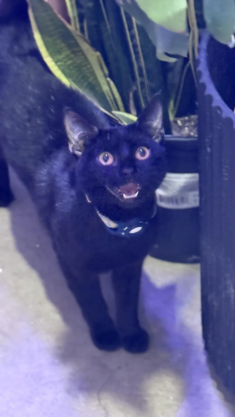 A young small-sized female Black Domestic Short Hair cat named Dottie for adoption in Sherman Oaks, CA