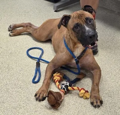 Valkyrie thumbnail 2