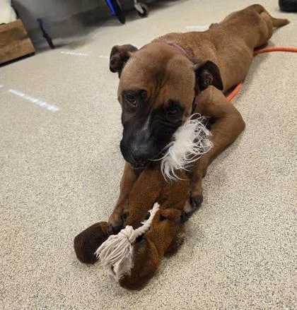 Valkyrie thumbnail 3