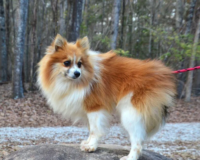 An adult small-sized male Pomeranian dog named Paddy for adoption in Willingboro, NJ