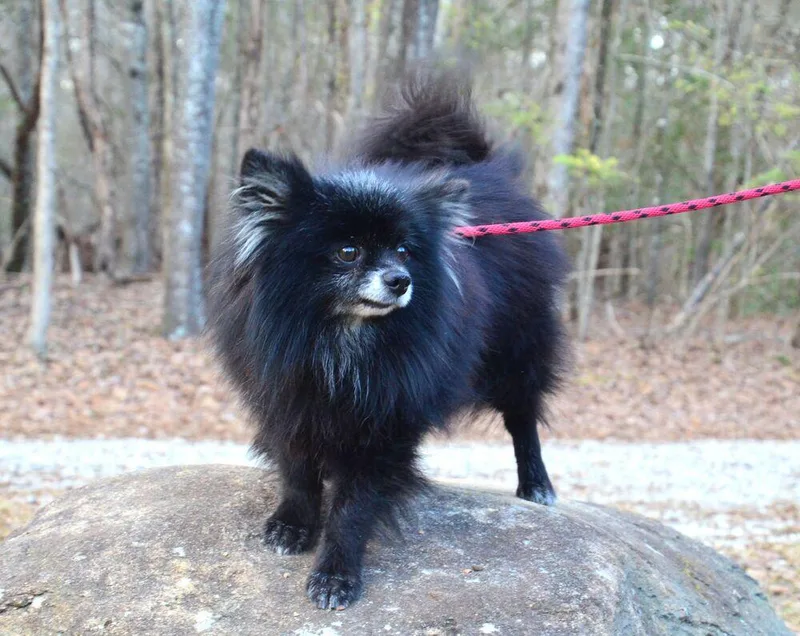 An adult small-sized male Tricolor (Brown, Black, & White) Pomeranian dog named Percy for adoption in Willingboro, NJ