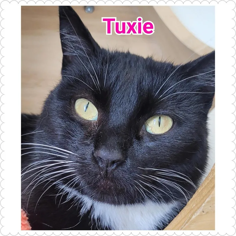 Tuxie