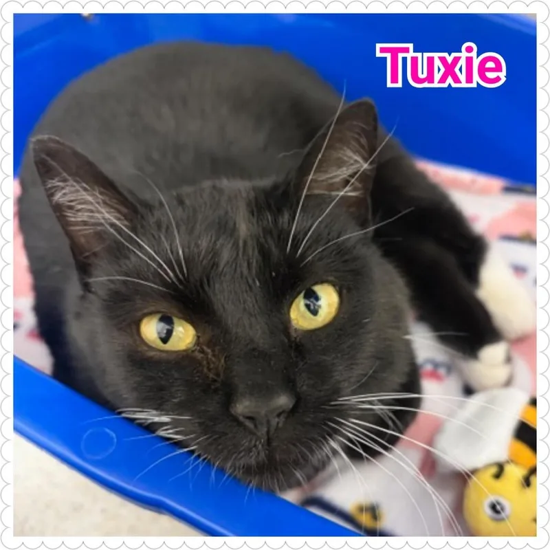 Tuxie thumbnail 2