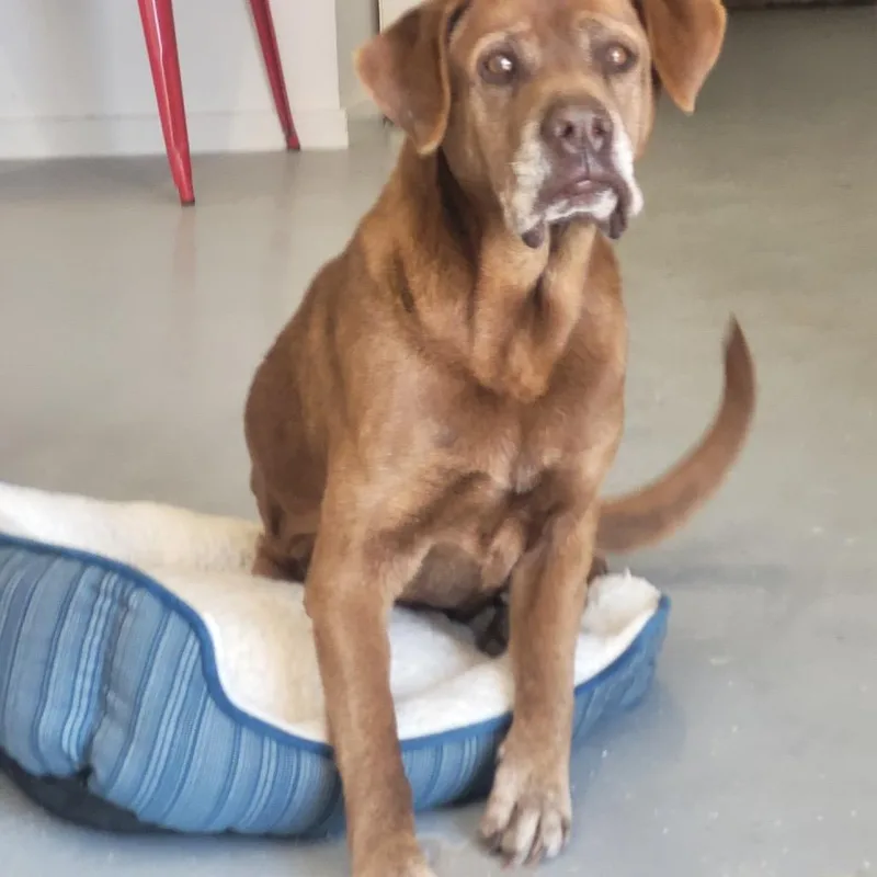 Wilbur "pawpaw" thumbnail 2