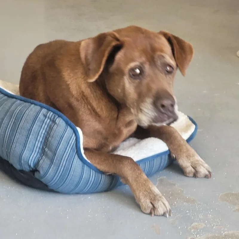 Wilbur "pawpaw" thumbnail 3