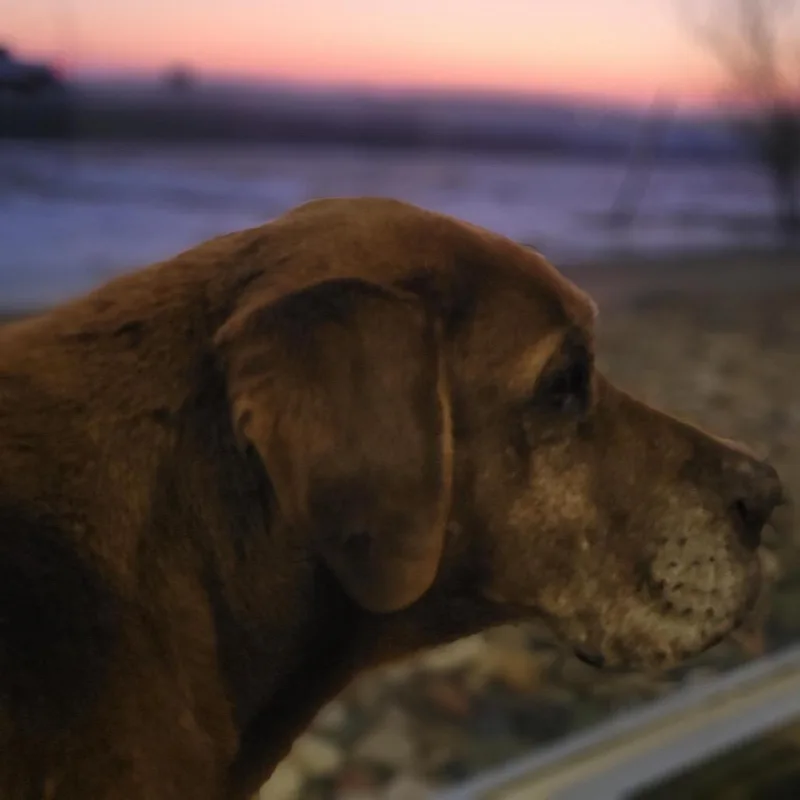 Wilbur "pawpaw" thumbnail 4