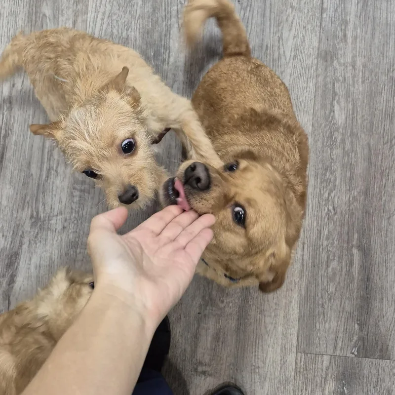 Stella W Friends! Luna thumbnail 2