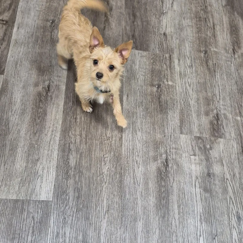 Stella W Friends! Luna thumbnail 3