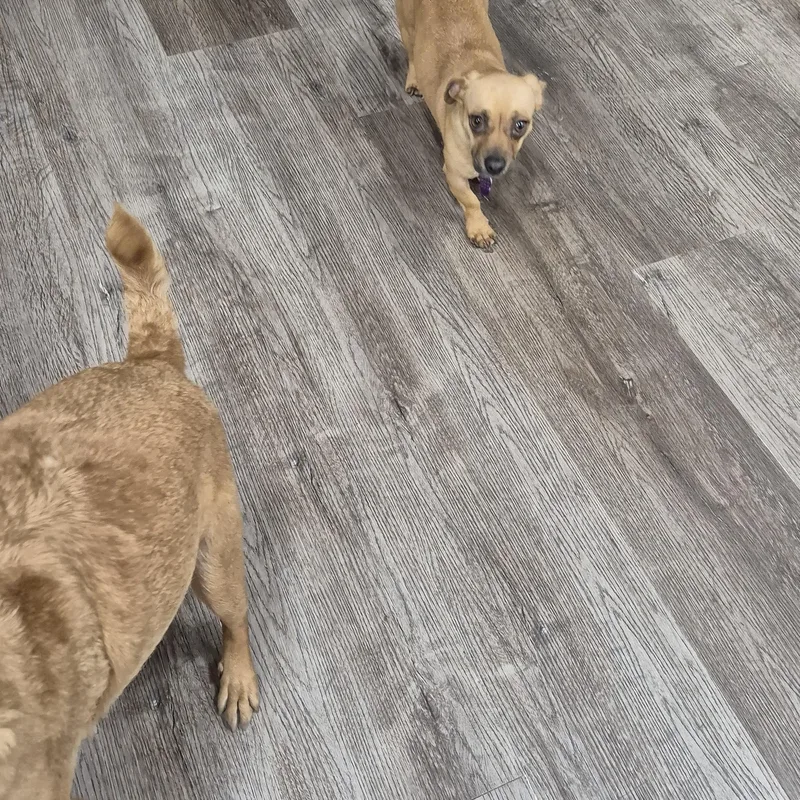 Stella W Friends! Luna thumbnail 4