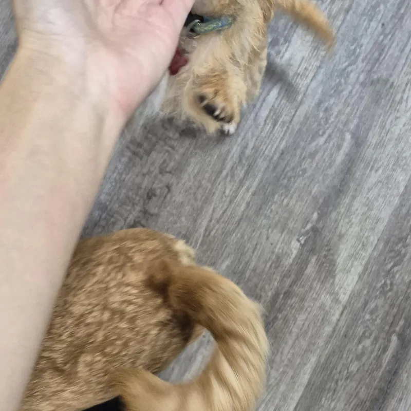 Stella W Friends! Luna thumbnail 5