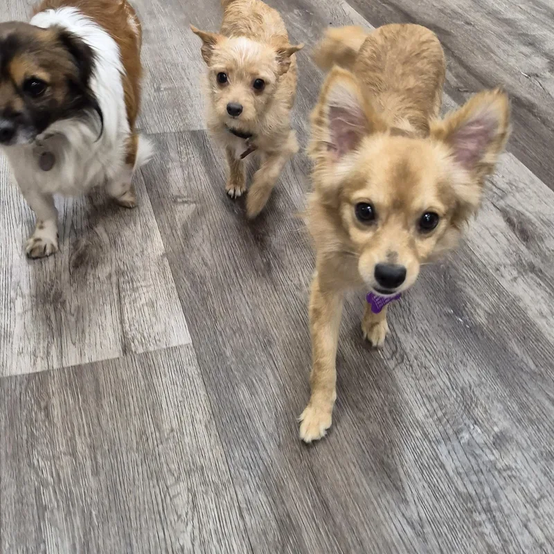 Stella W Friends! Luna