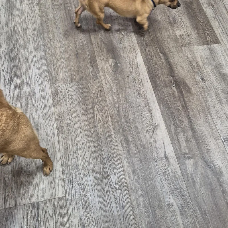 Stella W Friends! Luna thumbnail 6