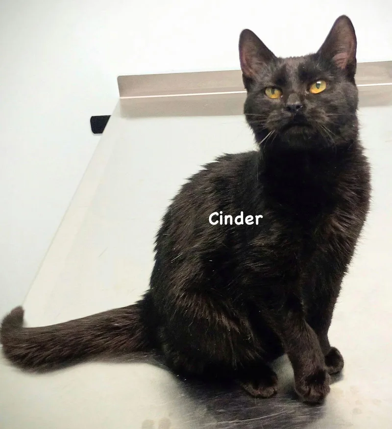Cinder
