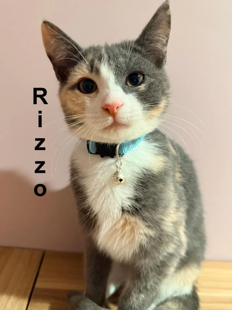 Rizzo Shes.  Sweet thumbnail 2