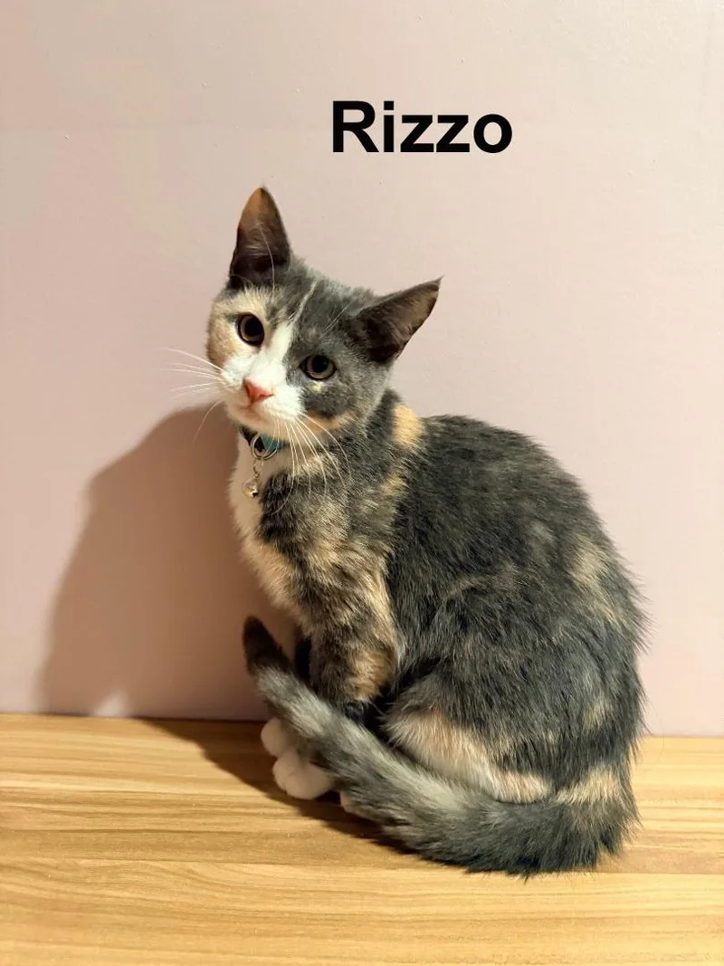 Rizzo Shes.  Sweet thumbnail 3