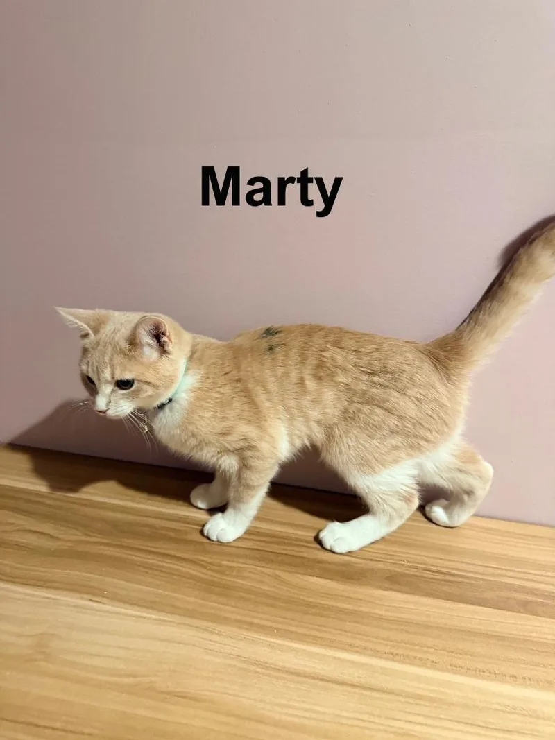 Marty Shes.  Sweet thumbnail 2