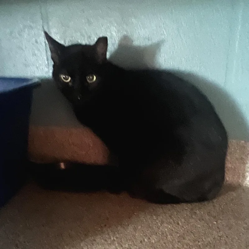 Fletcher thumbnail 2