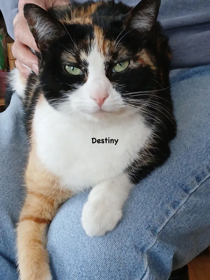 Destiny