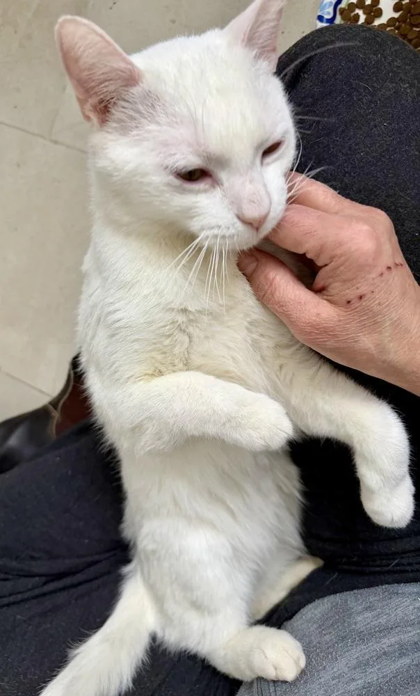 Whisper Bonded Pair With