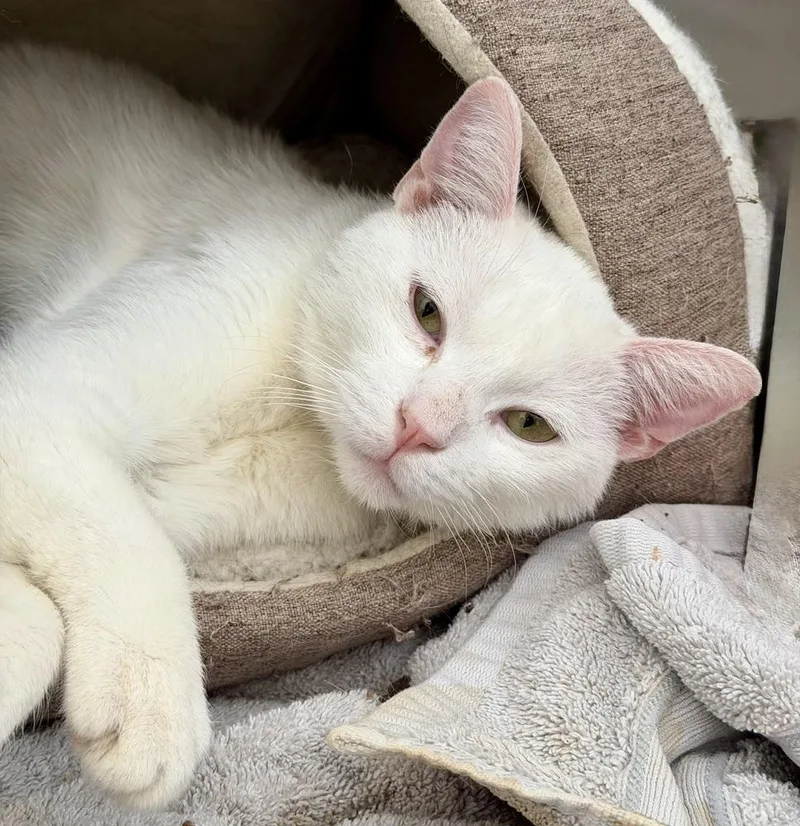 Whisper Bonded Pair With thumbnail 2