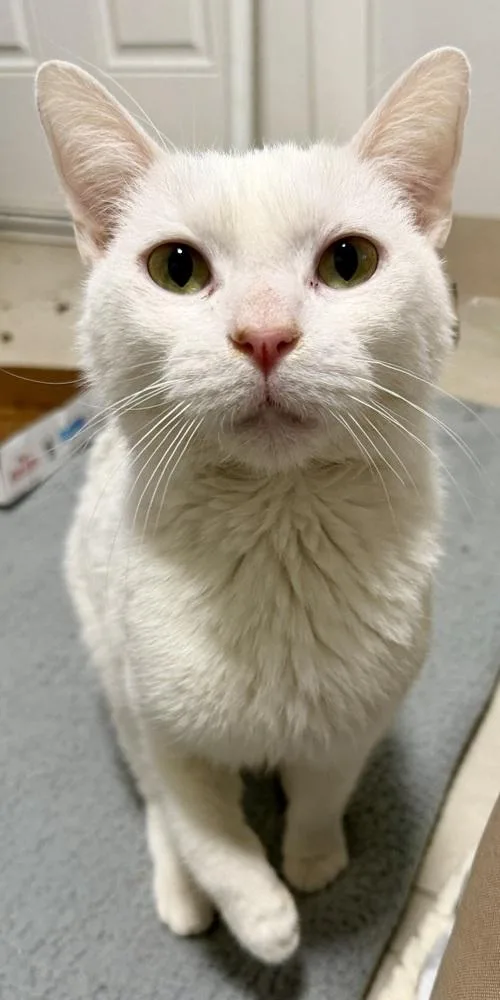 Whisper Bonded Pair With thumbnail 3