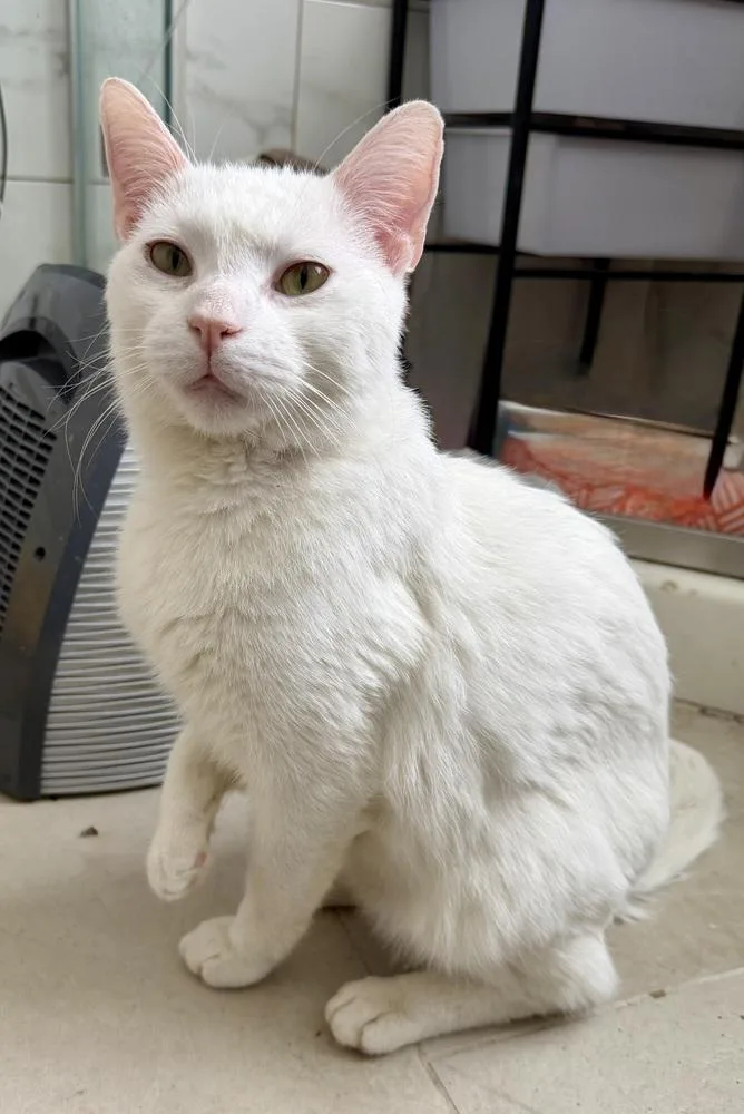 Whisper Bonded Pair With thumbnail 4