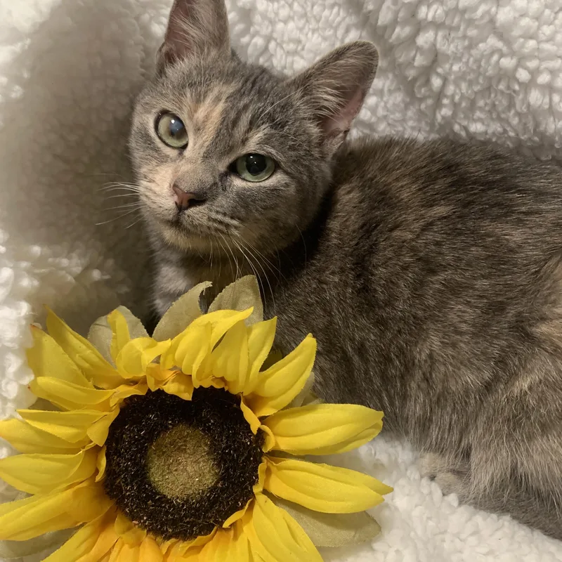 A young medium-sized female Dilute Calico Domestic Short Hair cat named Beanie Baby for adoption in Alexandria, LA