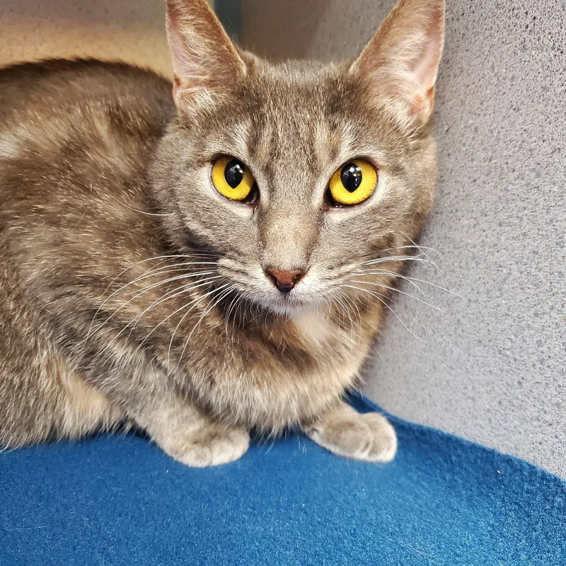 An adult medium-sized female Tabby (Gray / Blue / Silver) Tabby cat named Amber And Salish for adoption in Quilcene, WA