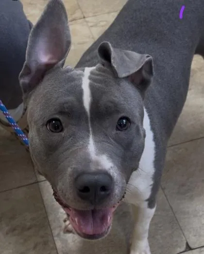 Sassafras thumbnail 2