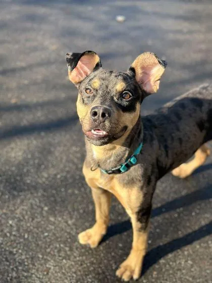 Shaquille thumbnail 2