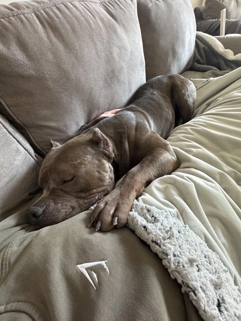 Dietrich thumbnail 2