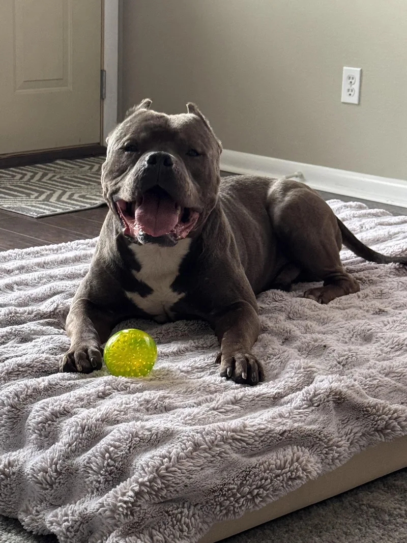 Dietrich thumbnail 3