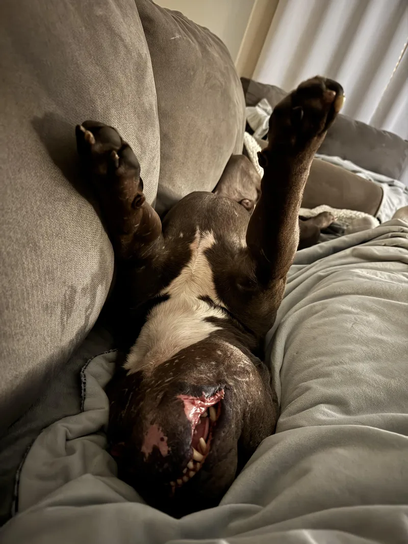 Dietrich thumbnail 4