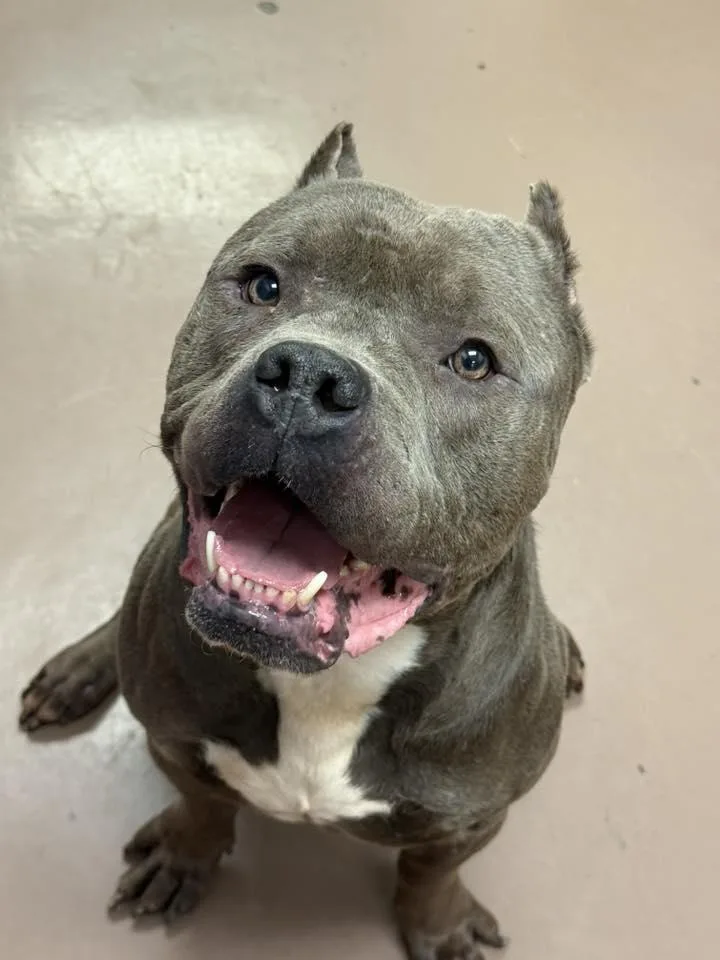 Dietrich thumbnail 5