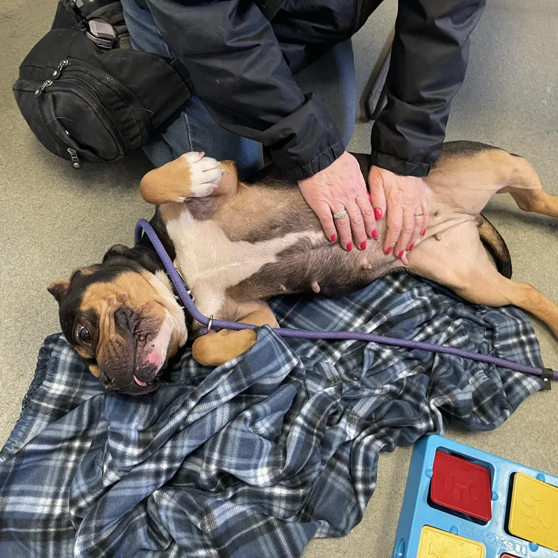 Monchichi thumbnail 2