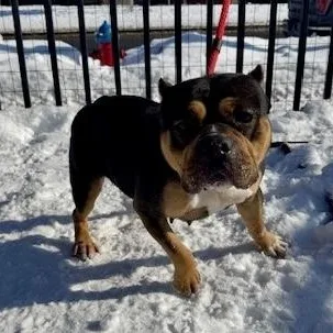 Monchichi thumbnail 3