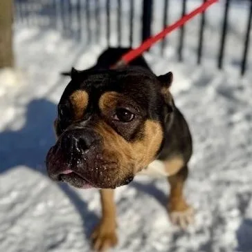 Monchichi thumbnail 6