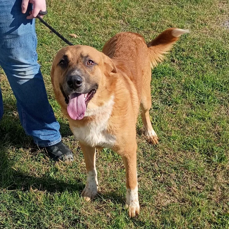 Macchiato D thumbnail 2