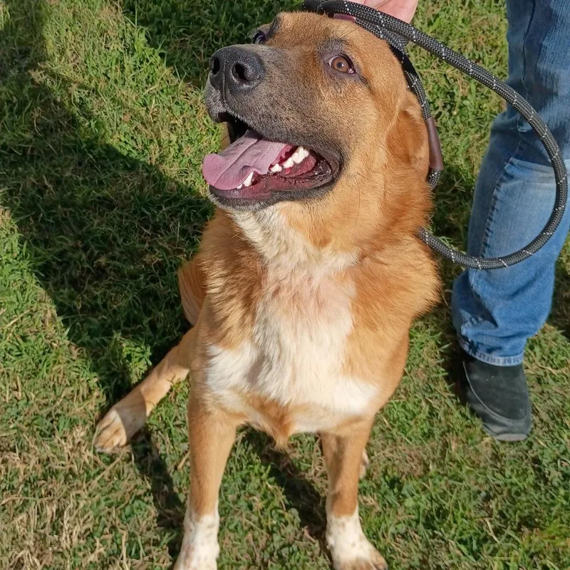 Macchiato D thumbnail 3