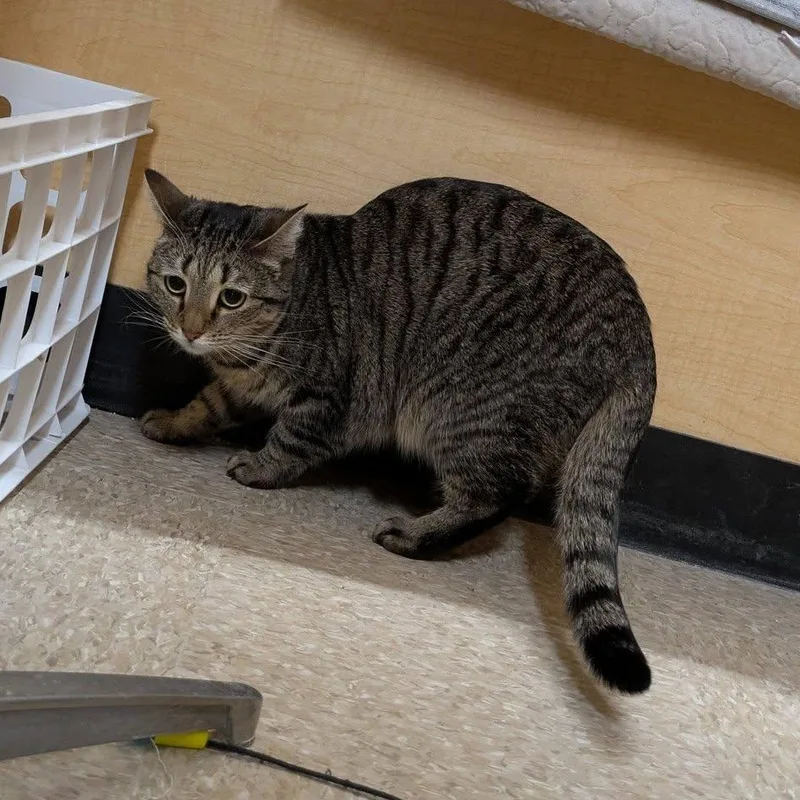 Daenerys thumbnail 2