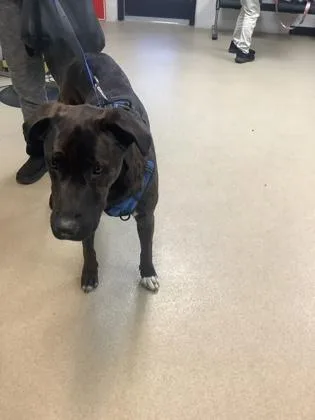 An adult large-sized male Mixed Breed dog named Aramis for adoption in Fort Worth, TX